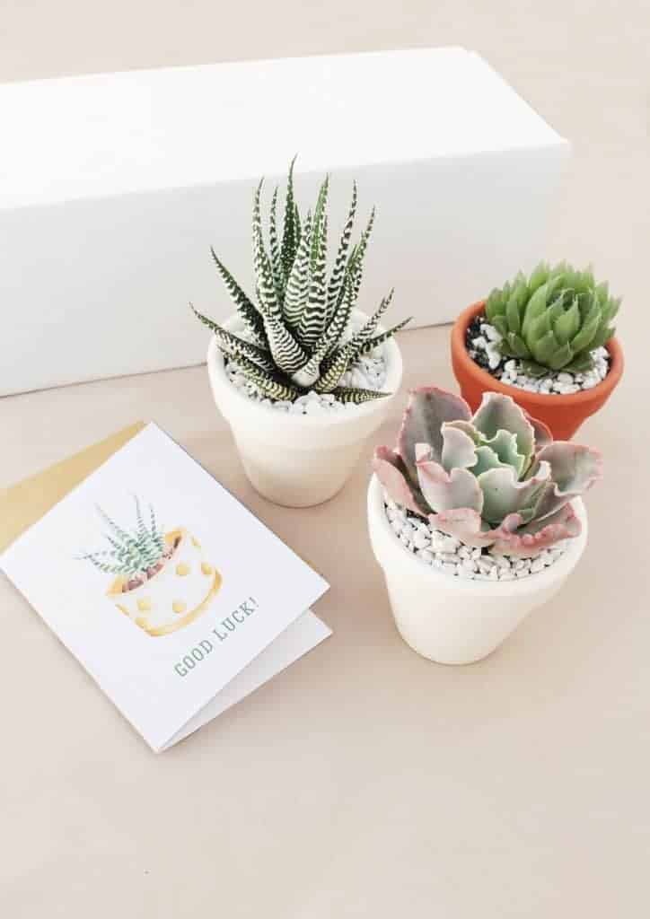 Succulents